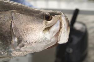 Tagged barra does the long haul